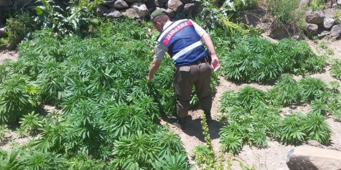 İncesu’da 5 Bin 717 Kök Hint Keneviri Ele Geçirildi