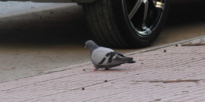 Güvercinin Ayaklarını Kestiler