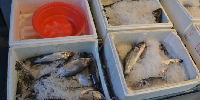 Ramazanda Balıkçılar Sinek Avlıyor