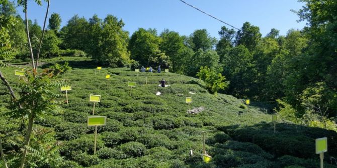 Çay Ve Kivi Tarımının Düşmanı Zararlı Kelebekle Biyoteknik Mücadele Başlatıldı