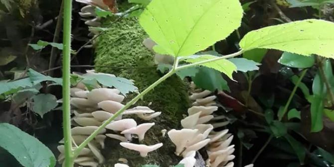 Ormanlık Alanlarda Mantar Bereketi