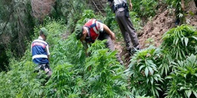 Ankara’da Uyuşturucu Operasyonu: Bin Kök Kenevir Ele Geçirildi