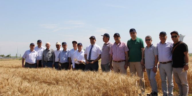 Antalya’da Buğday Hasadı Başladı