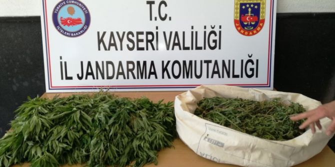 Pınarbaşında Kenevir Ele Geçirildi