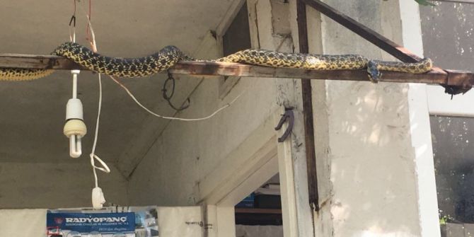 Çanakkale’de Dev Yılan Vatandaşları Korkuttu