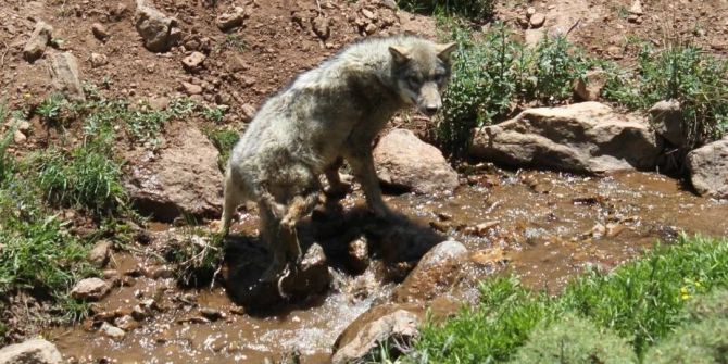 Tedavisi Tamamlanan Kurt Doğaya Bırakıldı