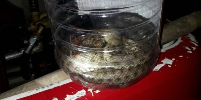 Eve Giren Yılanı İtfaiye Yakaladı