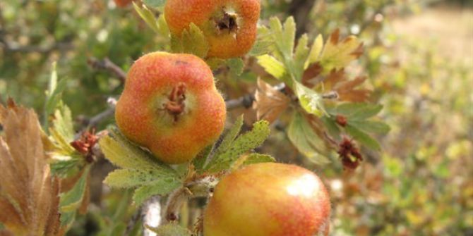 Bursa’nın Dağlarına 1 Milyon Yabani Meyveli Orman Ağacı Dikildi