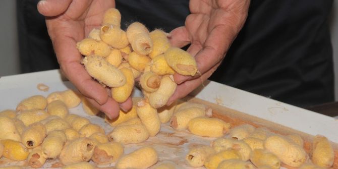 Hatay’da İpek Böcekçiliği Yaşatılıyor