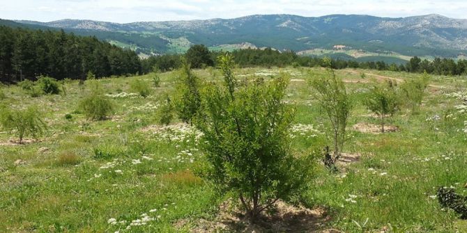 Kütahya’da 2 Bin Badem Fidanı Toprakla Buluştu