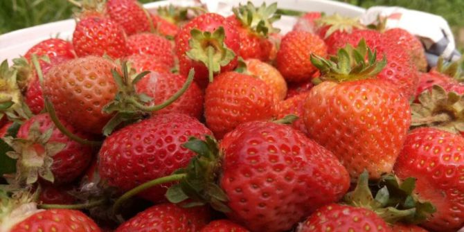 Demirciören Çileğinin Sofralara Yolculuğu Başladı