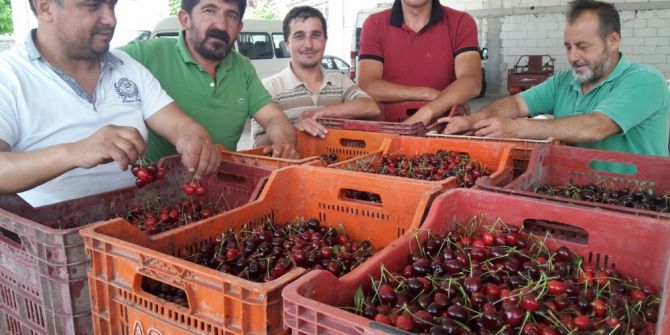 Pazarlar’da Kiraz Sezonu Başladı