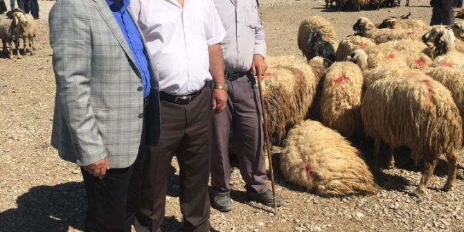 Van’da Hayvan Sayısı Azalıyor