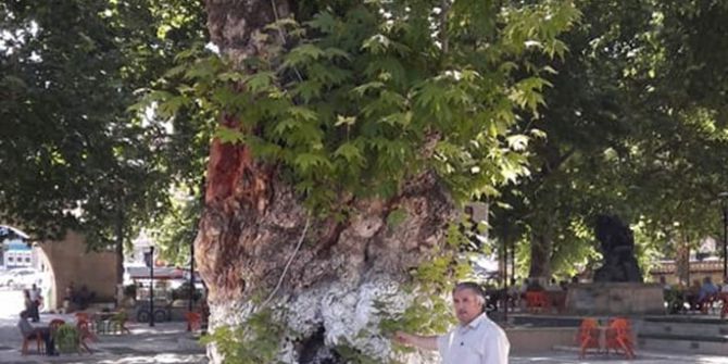 Asırlık Çınar Ağaçları Zararlı Böceklere Teslim