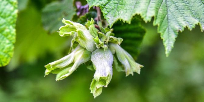 Ünye Ziraat Odası’ndan “Fındıkta Külleme Hastalığı” Açıklaması