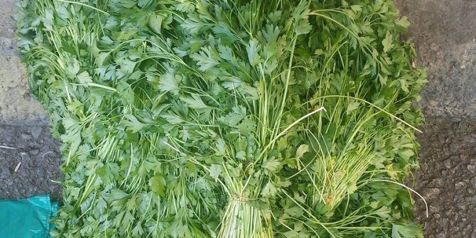 Memleket Kokan Organik Tarım Ürünleri Tezgahlarda