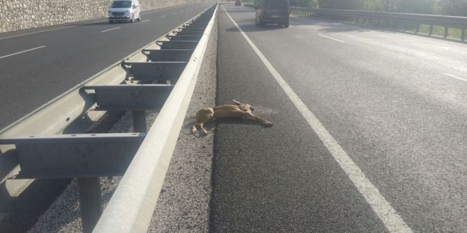 Yabani Hayvanlar Sürücülere Zor Anlar Yaşatıyor