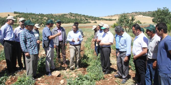 Diyarbakır’da İlk Kez Bezelye Üretildi