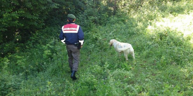 Dağ Çileği Toplamaya Giden Yaşlı Kadın Ormanda Kayboldu