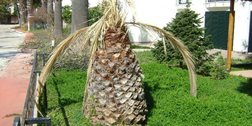 Aydın’da Palmiyeler Kuruyor