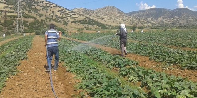 Ödemiş Karpuzunda Verim Düşüklüğü