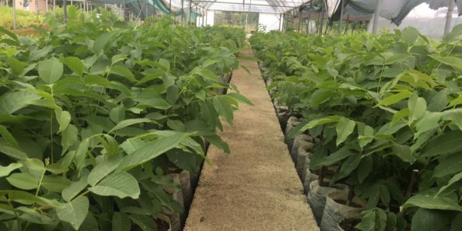 Zonguldak’ta Ceviz Fidanı Müjdesi