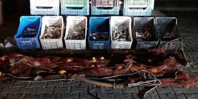 Ahlat’ta 100 Kilo Kaçak Avlanmış İnci Kefali Ele Geçirildi