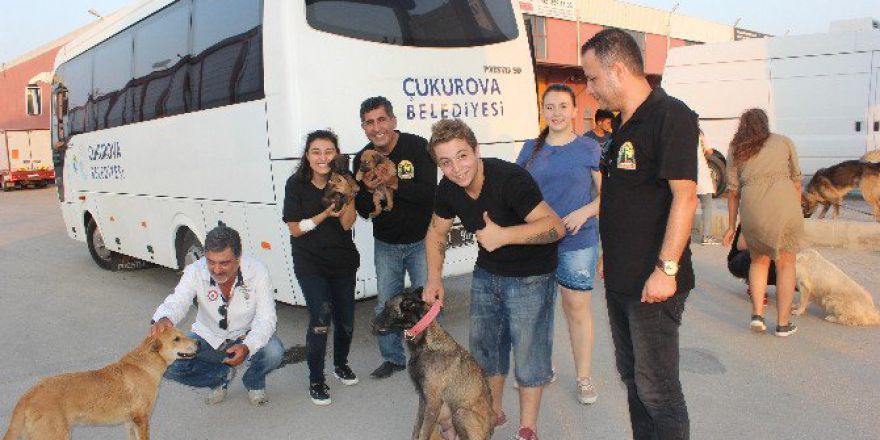 Sokak Hayvanları İçin Sahadalar