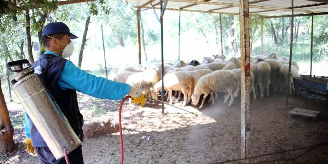 Merkezefendi Belediyesi Lavra Ve Sinek İle Mücadele Ediyor