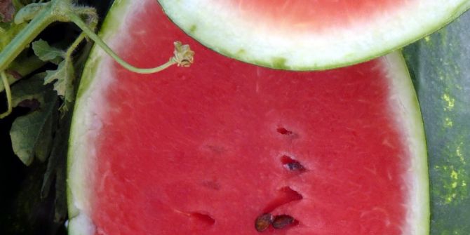 Adana Karpuzu Markalaşıyor