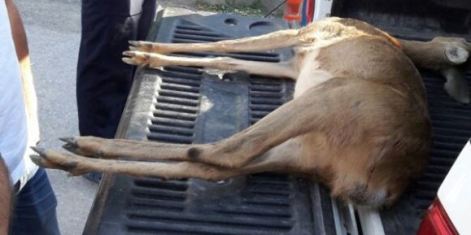 Yaralı Karaca Tüm Müdahalelere Rağmen Kurtarılamadı