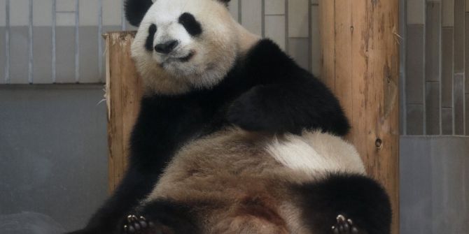 Tokyo’da 5 Yıl Sonra Dev Panda Doğdu