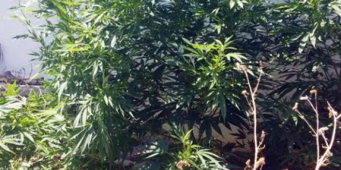 Jandarmadan Hint Keneviri Operasyonu