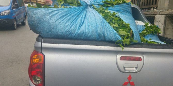 Çamlıhemşin’de Çay Hırsızlığı