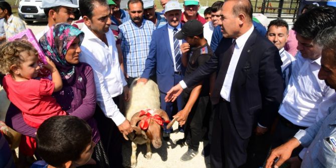 Büyükşehir Belediyesi’nden Üreticiye Damızlık Koç Dağıtımı