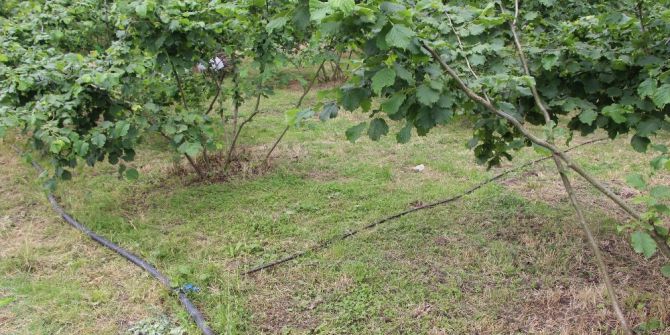 Damla Sulama Yöntemi İle Fındıkta Verim Arttırılmaya Çalışılacak