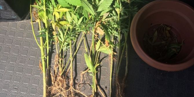 Alanya’da Evde Uyuşturucu Yetiştiren Alman Uyruklu Şahıs Yakalandı