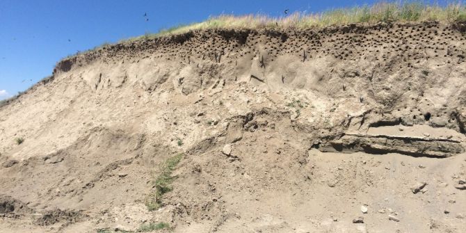 Yüzlerce Kuşun Yuvalarına Girip Çıkması Görsel Şölen Oluşturuyor