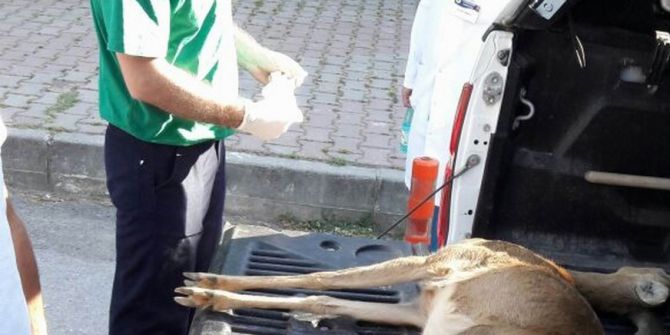 Yaralı Karaca Kurtarılamadı