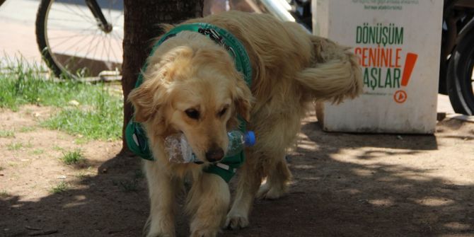 Çöpçü Köpek Kadro Bekliyor