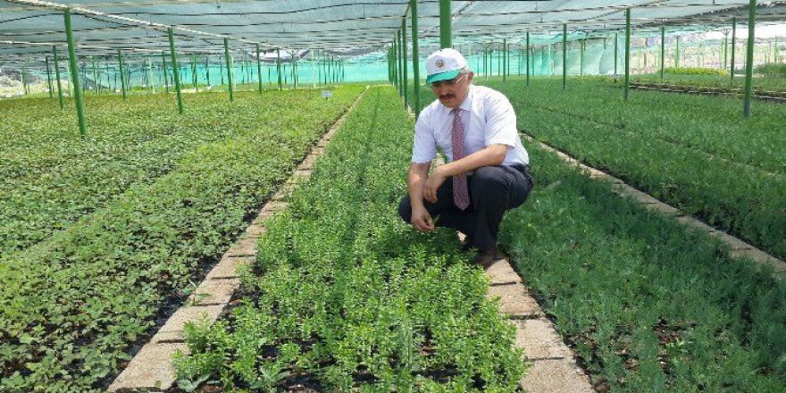 Mersin’de Son 10 Yılda 89 Milyon Fidan Üretilerek Toprakla Buluşturuldu