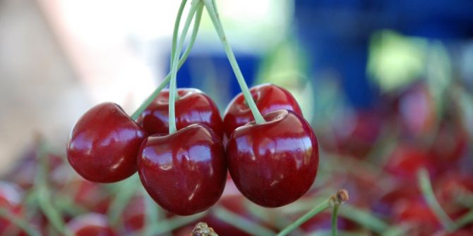 Tokat’tan Rusya’ya Kiraz İhracatı