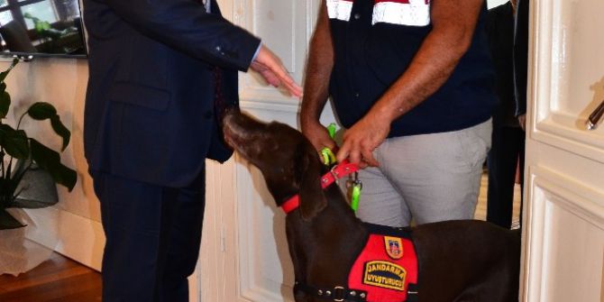Jandarmanın Uyuşturucu Köpeği Valilik Makamında Ağırlandı