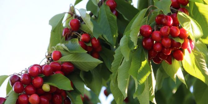 Huzur Şehri Uzundere’de Kiraz Mevsimi