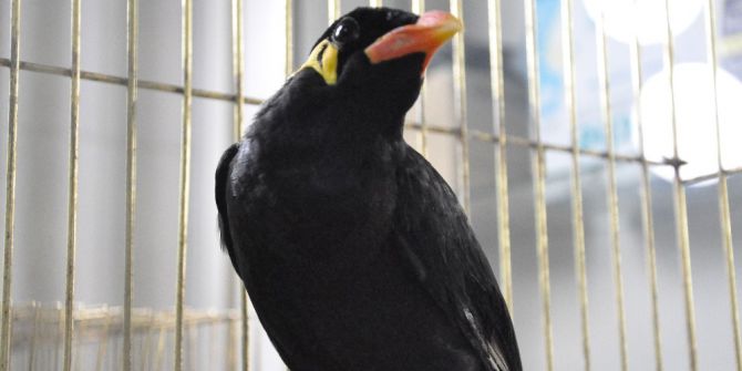 Operasyon İle Ele Geçirilen “Konuşan Karga” Koruma Altına Alındı