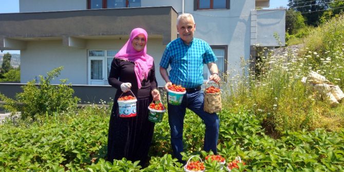 Tarlasında Çilek Yetiştirip Gençlere Örnek Oluyorlar