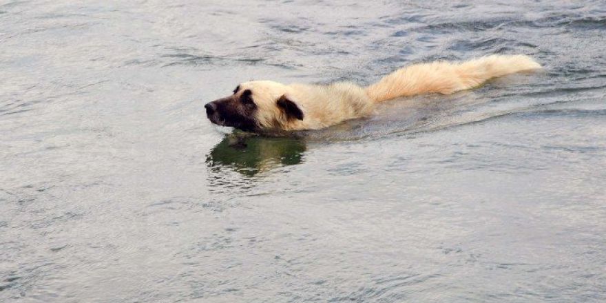 Köpeğin Yüzme Keyfi