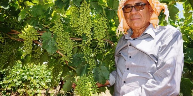 Sarıgöl’de Üzüm Üreticisinin Yüzü Gülüyor
