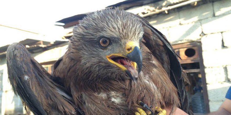 Yaralı Şahin, Van’da Tedavi Altına Alındı