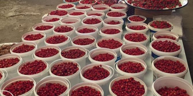 Dağ Çileği Bolluğu Yaşanıyor